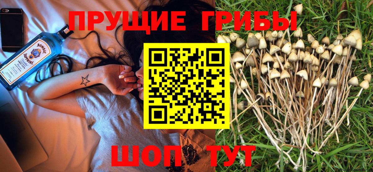 Чернушка  Галлюциногенные грибы Magic Shrooms  Вход с VPN 